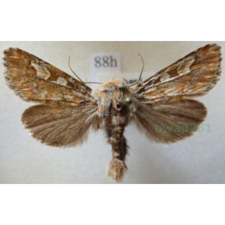 Panolis flammea (Denis & Schiffermüller, 1775) Strzygonia choinówka Czech88h